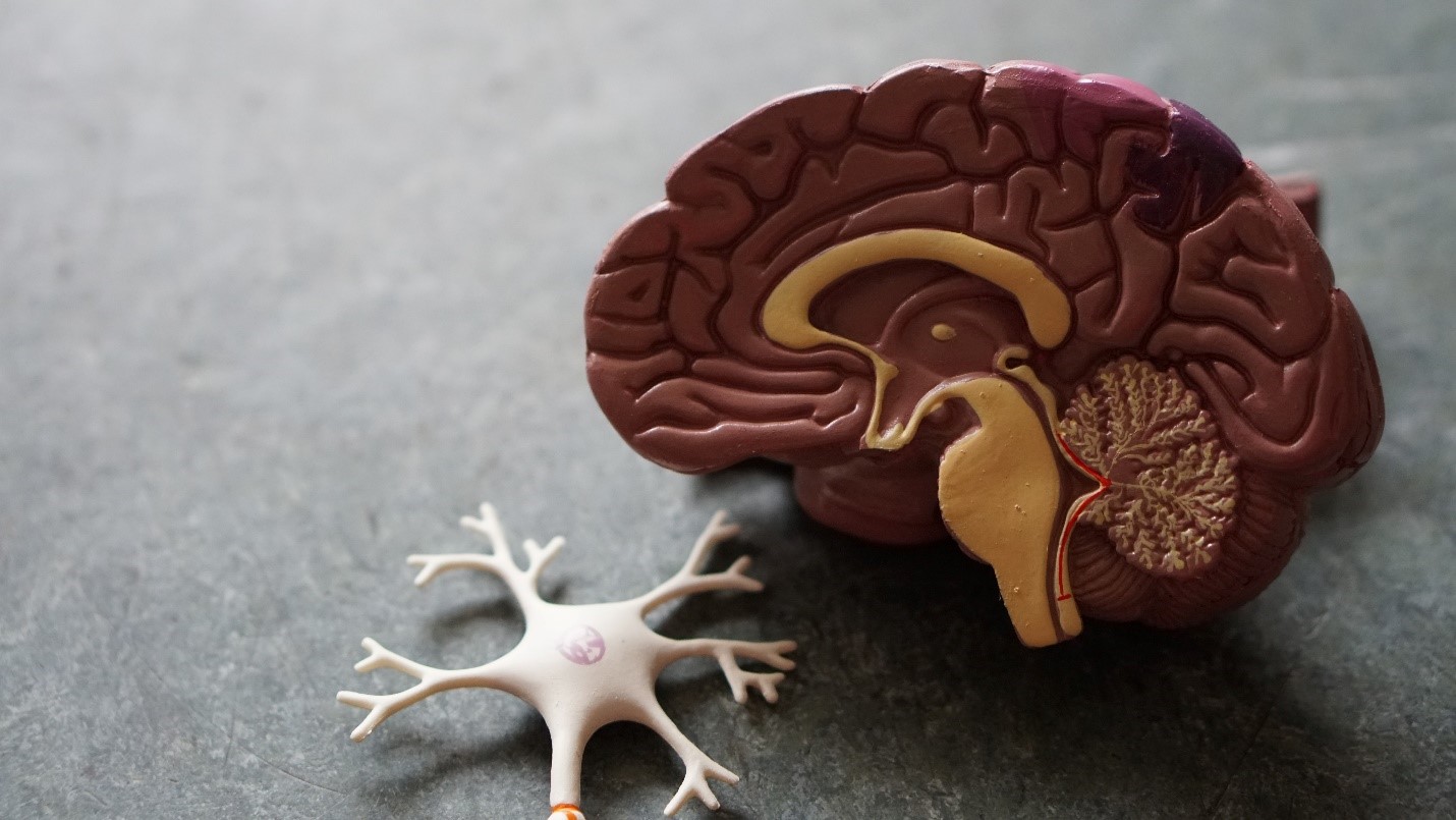 neuroscience.jpg neuroscience.jpg
